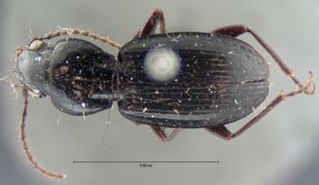 Media type: image;   Entomology 5629 Aspect: habitus dorsal view
